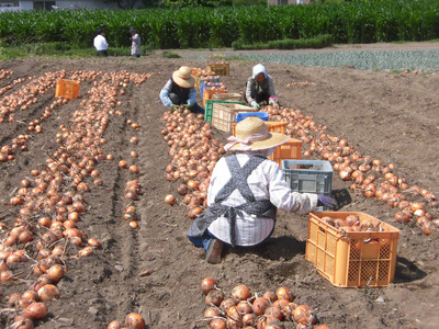 [新玉／先行予約] 産地直送！加藤農園の玉ねぎ 20kg【令和6年6月～7月順次出荷予定】｜数量限定 期間限定 タマネギ 玉葱 新玉ねぎ 産地直送 農家直送 野菜 新鮮野菜 国産 [0190]