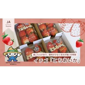 【いちご王国の逸品】栃木県産「とちあいか」260g×4p【配送不可地域：離島・北海道・沖縄県・中国・四国・九州】【1592862】