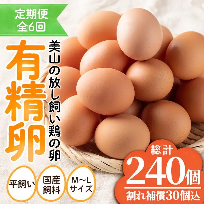 No.781 ＜定期便・全6回(連続)＞鹿児島県産有精卵(40個×6ヶ月連続) 割れ保証付 国産 九州産 鹿児島県産 たまご タマゴ 有精卵 卵 鶏卵 生卵 おかず TKG 卵かけご飯 朝食 定期便 頒布会 数量限定【美山たまご王国】