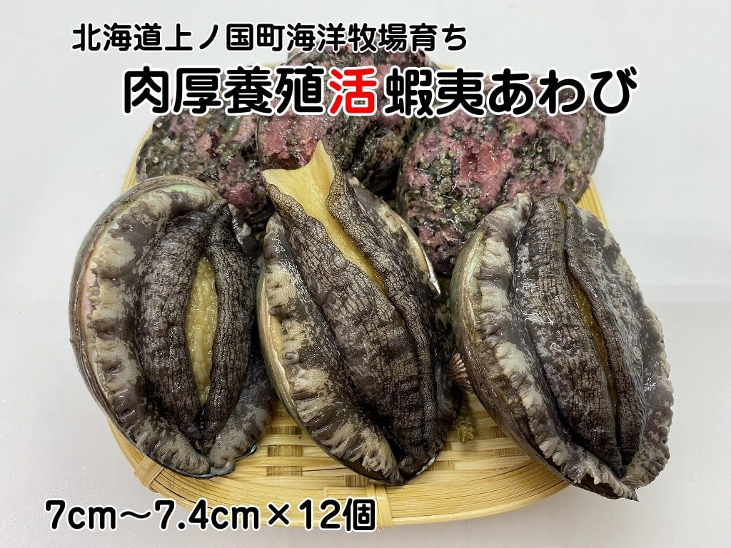 
            海洋牧場育ち養殖活蝦夷あわび（7㎝～7.4㎝×12個）
          