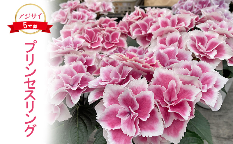 【先行予約】アジサイ プリンセスリング ｜ 花 あじさい 紫陽花 5寸鉢 ギフト 鹿沼市 栃木県 ※2026年4月下旬～5月下旬頃に順次発送予定