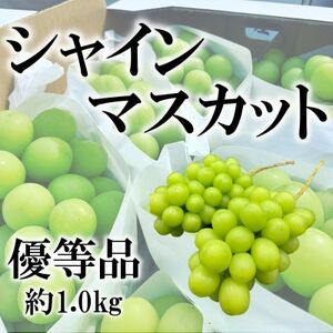 2025年先行受付【訳あり】山梨県山梨市産　旬の採れたてシャインマスカット　優等品約1kg2～3房【配送不可地域：離島】【1459692】