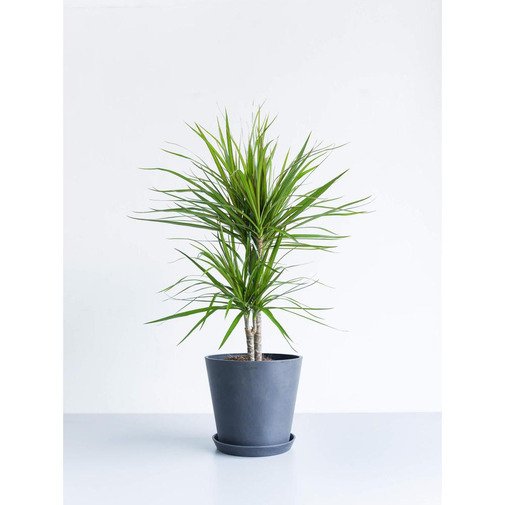 【ふるさと納税】【鉢付き】ドラセナ・コンシンネ Mサイズ【鉢のカラーを選択してください】 | 植物 プラント 人気 おすすめ 送料無料