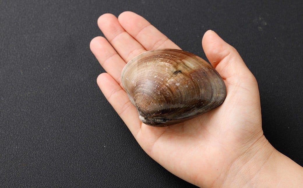 10年もの 桑名産 はまぐり 9粒入（ レトルト ）