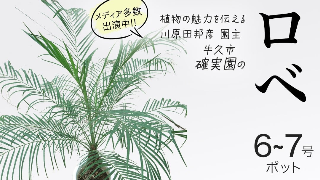 
                  ロベ 6号～7号ポット 1点 家庭 で 園芸 鉢植え 苗 庭木 果樹 ガーデニング 植物 確実園 観葉植物 インテリア 植木鉢
                