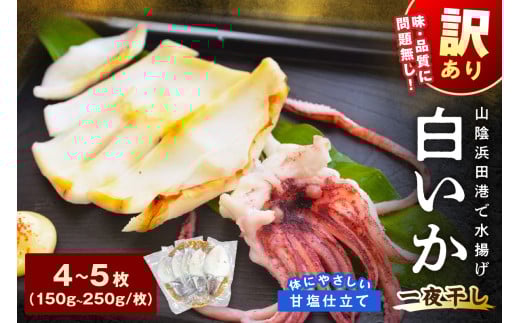 【訳アリ】白いか一夜干し　（１５０ｇ～２５０ｇｘ４～５枚） 【136_1962】