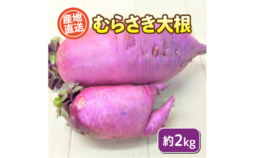 
            むらさき大根 2kg 期間限定 ( 野菜 大根 惣菜 漬物 煮物 炒め物 おかず みそ汁 和食 洋食 根菜 家庭用 新鮮 旬 産地直送 豊浦町 川棚 下関 山口 )
          