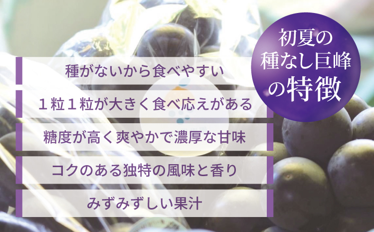 7月のぶどう屋さん 種なし巨峰 4房入り 1.5kg 松川果樹園 種無し巨峰 種なし たねなし きょほう ぶどう 葡萄 熊本県 宇城市産 冷蔵 送料無料 2025年7月上旬～2025年8月上旬発送予定