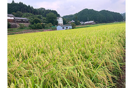 令和7年度 新米 ゆうだい21 白米 5㎏ (25-035)