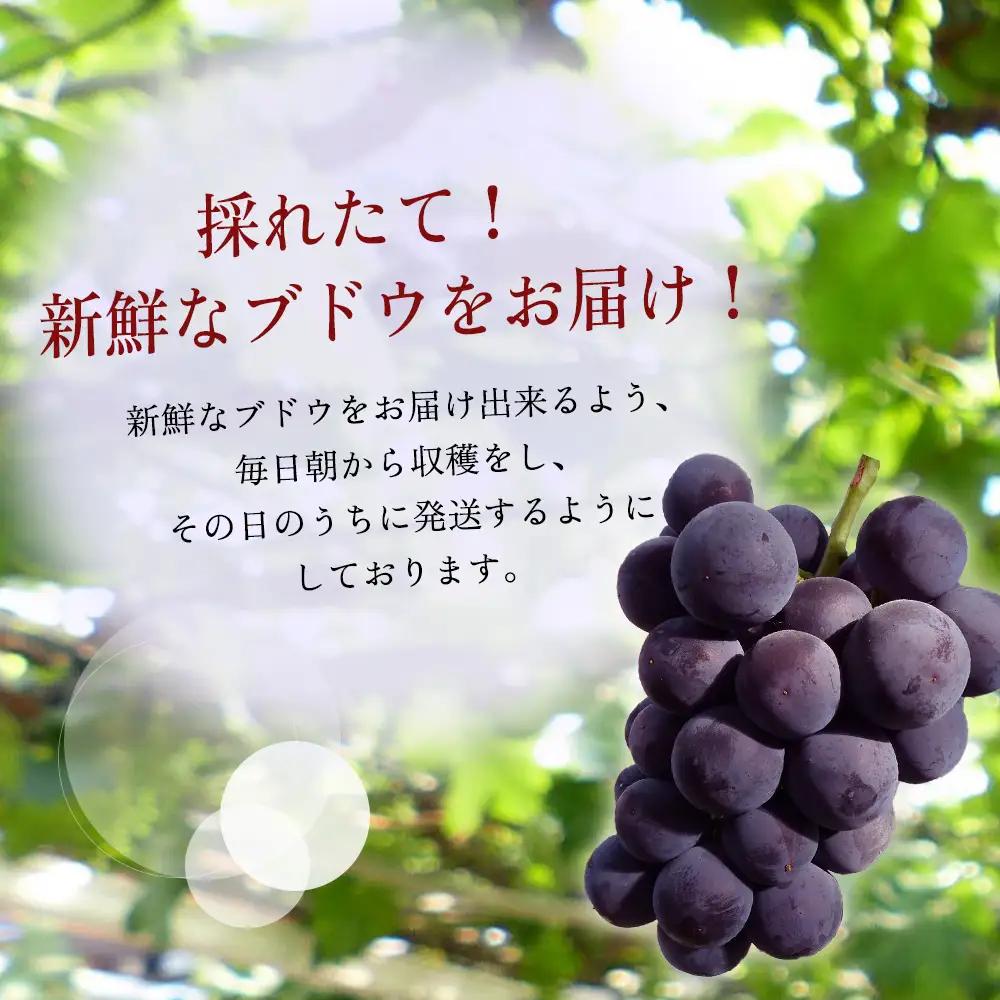 巨峰 約3kg (7～10房) ＋ ニュー巨峰 約2kg (5～7房) セット | ぶどう 果物 フルーツ 産地直送 甘い 種あり 種なし 大分県産 九州産 中津市 国産 送料無料