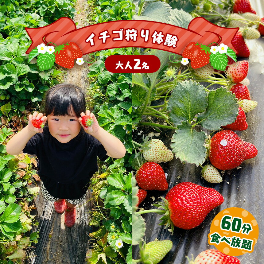 【ふるさと納税】「いちご狩り体験チケット」入園券大人2名｜いちご 苺 ストロベリー レジャー 観光 デート お出かけ 体験 時間無制限 食べ放題 とちおとめ とちひめ 甘い 冬 おいしい 真岡 栃木県 送料無料