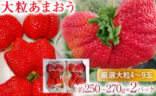  【2026年2月上旬より順次発送】 大粒あまおう 2パック いちご 苺 フルーツ 果物 くだもの 福岡県 福岡 九州 グルメ お取り寄せ