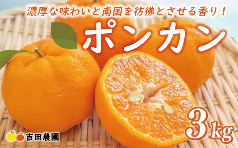 
            数量限定 先行予約 お試し用 ポンカン 3kg 9000円 みかん mikan 蜜柑 ミカン ぽんかん 産地直送 国産 農家直送 糖度 期間限定 特産品 ゼリー ジュース アイス 冷凍 みかん 等に 人気 限定 甘い フルーツ 果物 柑橘 ビタミン 健康 美味しい おいしい ジューシー 小玉 含む お試し 試供品 お試し品 少量 吉田農園 愛南町 愛媛県
          