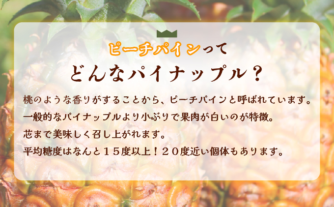 2026年 先行予約 西表島の完熟ピーチパイン 6kg (5〜8玉)【嘉本商店 完熟 果物 フルーツ】お届け：5月中旬～6月中旬頃