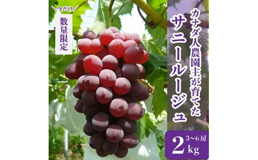 
                  サニールージュ 約2kg(3～6房)【先行予約・数量限定】カナダ人農園主 ぶどう ブドウ フルーツ 果物 くだもの 産地直送 世羅 ラピアビンヤード【2026年8月下旬以降順次発送】 A021-11
                