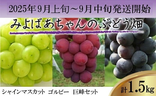 
            ＜みよばあちゃんのぶどう畑直送！＞ 先行予約 9月上旬～9月中旬順次発送【露地栽培のシャインマスカット・ゴルビー・巨峰セット 約1.5kg】[M31-2] 葡萄 ブドウ ぶどう 巨峰 果物 くだもの マスカット フルーツ 新鮮 九州 福岡 宮若
          