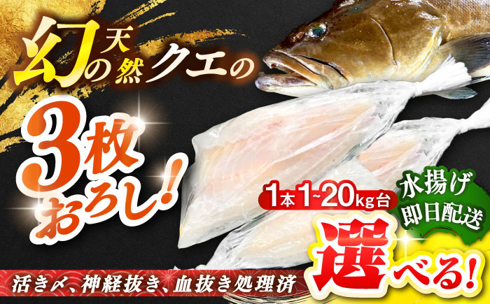 
            【選べるサイズ1～20キロ台】 天然クエ（3枚おろし） 《壱岐市》【壱岐島　玄海屋】[JBS039]  クエ 魚 刺身 しゃぶしゃぶ
          
