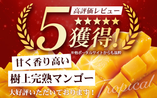 ≪先行予約・数量限定≫ ☆本土最南端☆佐多の果樹園で育てた 完熟アップルマンゴー 約800g ( 2玉 ) 【2026年7月上旬以降順次発送】 ST-406 ｜鹿児島県 南大隅 産地直送 旬 マンゴー