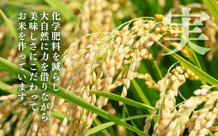 令和7年産 コシヒカリ 5kg【精米】 [m25-a006_01]