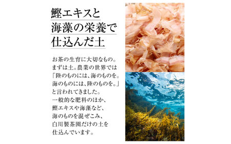 【ギフト箱・のし】白川家陽香やぶきた3袋セット 計300g / お茶 日本茶 嬉野茶 緑茶 / 佐賀県 / 白川製茶園 [41AIAB011]