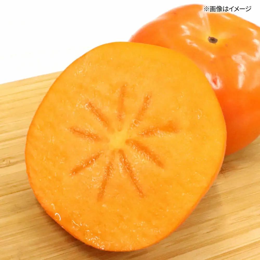秋の贅沢、濃厚であまーい柿の新ブランド「秋王」(化粧箱３玉入り)／2026年10月-11月頃より発送予定 桂川町/一般社団法人地域商社ふるさぽ[ADCF011]