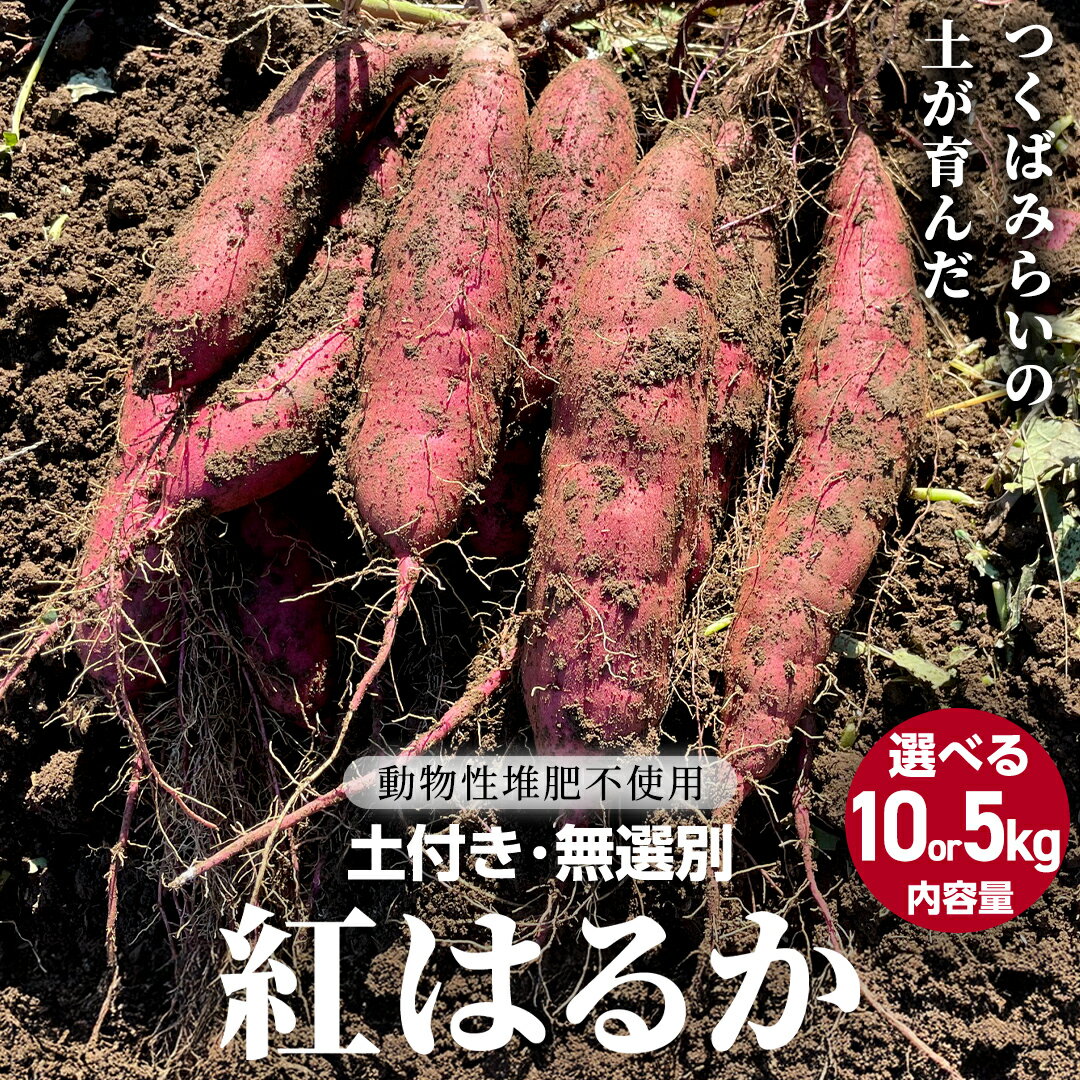 【ふるさと納税】《 12/24までのご寄附で年内お届け 》 ＼ 選べる内容量 ／ 茨城県産 紅はるか 5kg 10kg 土付き 無選別 熟成 さつまいも 生芋 芋 サツマイモ 甘い 焼き芋 スイートポテト ねっとり つくばみらい市 茨城県産