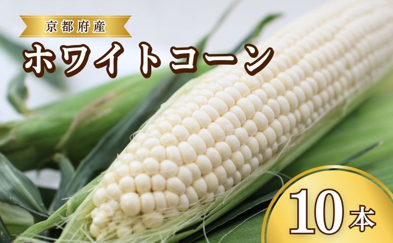 
                  先行予約 とうもろこし ホワイトコーン 10本 (発送期間：2026年7月1日～7月30日ごろ)  とうもろこし 夏 旬  白いとうもろこし トウモロコシ 野菜 やさい 夏野菜 丹後地域 京都 京都府 京丹後産 JA JA全農
                