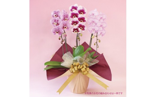 
            0050-015 中輪胡蝶蘭　おまかせミックス3本立ち（ラッピング付）
          