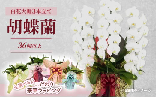 【選べるこだわり豪華ラッピング】赤平長持ち胡蝶蘭白花大輪3本立て (36輪以上) レモンイエロー