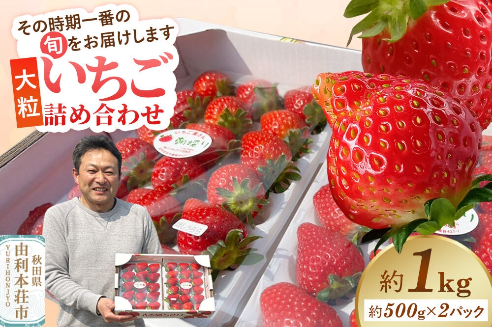 
                  大粒いちご詰め合わせ 合計約1kg（約500g×2パック）いちご屋さんのいちご [苺 いちご イチゴ 果物 フルーツ 旬 詰め合わせ 大粒]
                