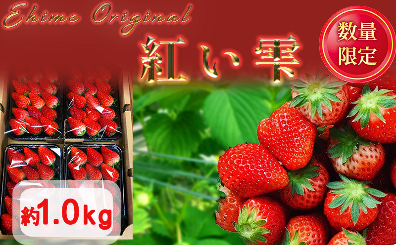 
            愛媛県オリジナル品種 紅い雫 1.0kg |イチゴ 香り 苺 完熟 フルーツ 果物 朝食 愛媛県 松山市
          