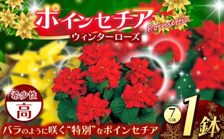 ポインセチア ウィンターローズ（7号鉢） | 栃木県 下野市