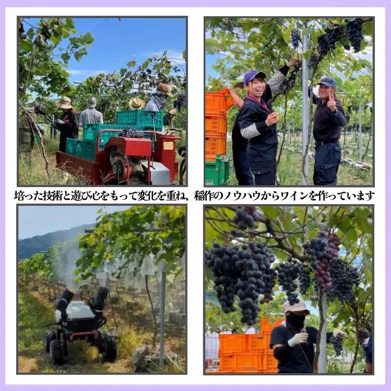 清里夢遊 ロゼワイン 上越産 清里夢遊 750ml