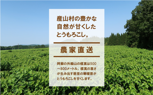 《先行予約！》採れたてスイートコーン 恵味スター 2L・14本セット とうもろこし　熊本県　産山村　阿蘇《2025年7月中旬-8月中旬出荷》 ---ubuyama_ibn_6_14p---