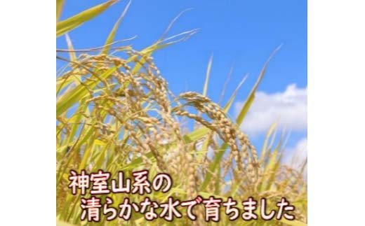【令和7年産】 山形県産 はえぬき 玄米 10kg（5kg×2） 米 コメ こめ F3S-2699