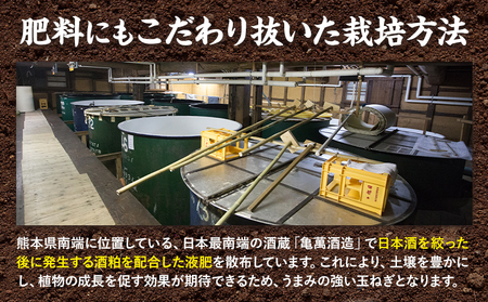 玉ねぎ つなぎコハク玉ねぎ 5kg《4月中旬-5月中旬出荷》熊本県 葦北郡 津奈木町 つなぎ琥珀玉ねぎプロジェクト 野菜 たまねぎ