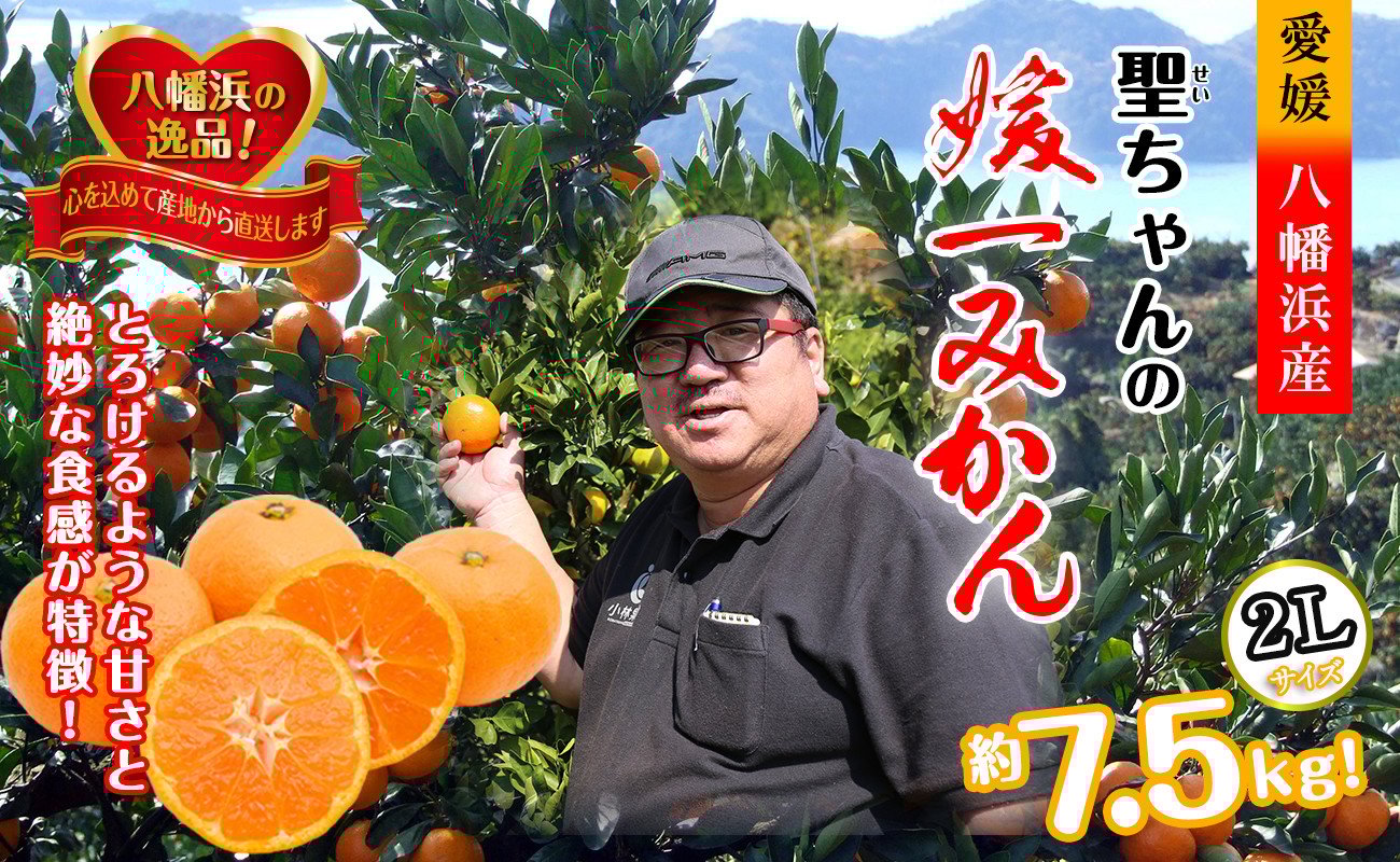 
            聖ちゃんの「媛一みかん」2Lサイズ  約7.5kg＜C39-14＞_ みかん ミカン 柑橘 温州 果物 くだもの フルーツ 旬 愛媛 コク 甘み 国産 産直 産地直送 旬 濃厚 2L 【1491362】
          