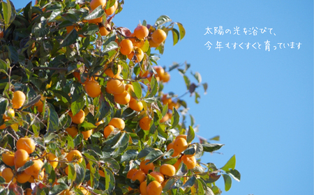 訳あり 柿 約2kg 太秋柿 KiyomotoFarm