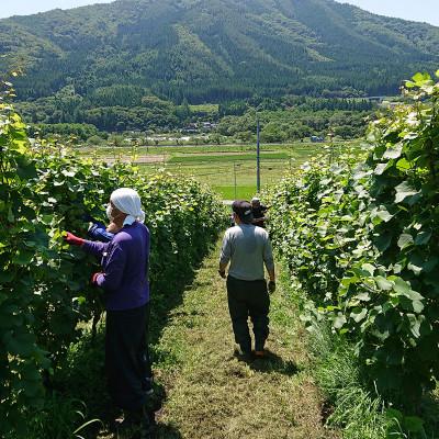ふるさと納税 遠野市 ワイン サンセット ロゼ 辛口 750ml×1本 ピノ・ノワール 【2022遠野ワイン】 |  | 01