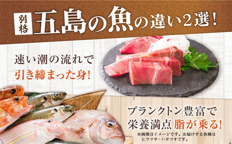 【全3回定期便】おまかせ旬魚のゴトポキ5パック(5食)セット 五島市/金沢鮮魚 [PEP026]