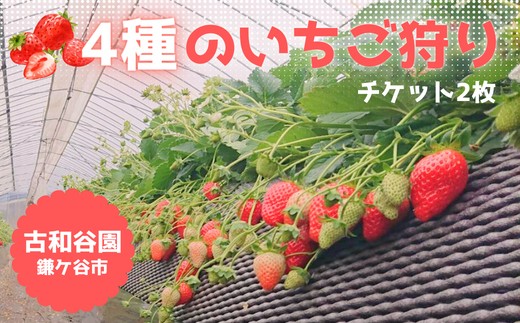 
                  いちご狩り大人ペアチケット~シーズン前半／後半~
                