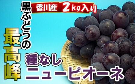 《2025年発送》ニューピオーネ 秀品 2kg ( 約3 ~ 5房 )  ｜ぶどう 香川産 人気品種