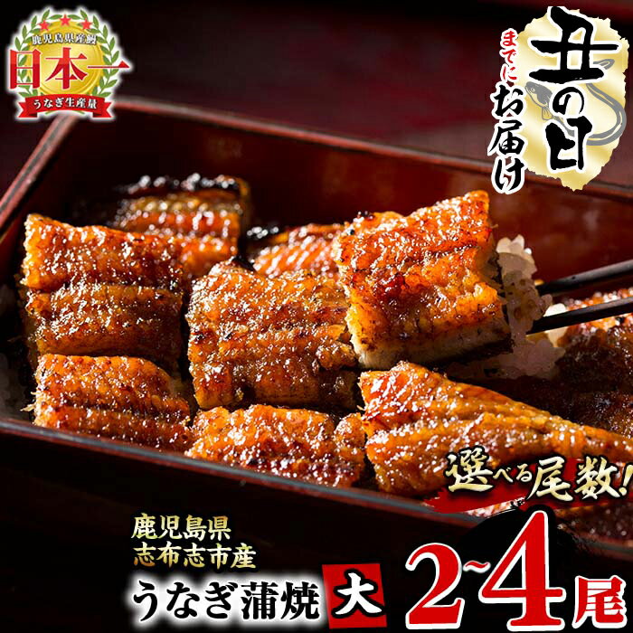 《丑の日までにお届け》鰻生産量日本一の鹿児島県産！うなぎの大楠＜大＞2尾セット計300g(150g×2)国産ウナギの蒲焼きを冷凍真空パック・たれ付きでお届け！