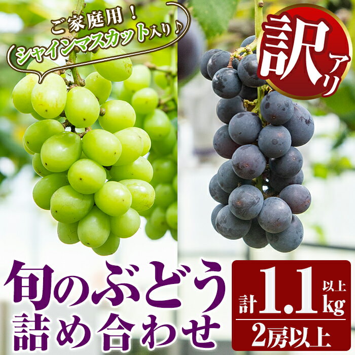 【ふるさと納税】＜期間限定！2026年8月下旬～10月末までの間に発送予定＞《訳あり・数量限定》シャインマスカット入り旬のぶどう・ご家庭用詰め合わせ(計1.1kg以上・2房以上)シャインマスカット・巨峰・ピオーネ等の旬の葡萄詰合せ 規格外【二月田ぶどう園】