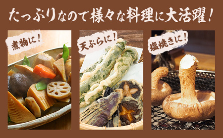 訳あり 菌床 椎茸 1kg (サイズ未選別・不揃い) motochi農園 岩手県九戸村