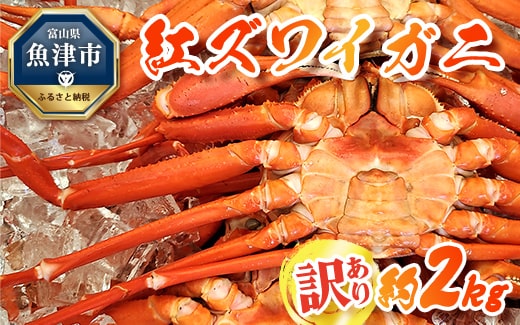 【わけあり】魚卸問屋のベニズワイガニ約2kg はりたや　※2023年10月上旬～2024年5月下旬頃に順次発送予定 ※北海道・沖縄・離島への配送不可◇