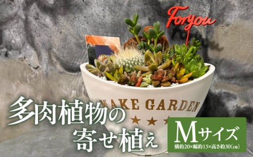 多肉植物の寄せ植え　Mサイズ_M238-008_02