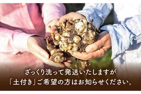【先行予約】糸島産 菊芋 5kg 自然栽培 【2024年11月以降順次発送】 糸島市 / 大石ファーム [ATE008] 菊芋 きくいも キクイモ イヌリン 5kg 生 土付き 健康 美容 芋菊 芋き