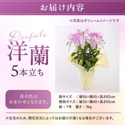 ふるさと納税 糸島市 【ギフトに】デンファレ(洋蘭)5本立ち 糸島市/和饗エコファーム株式会社 [AVI003] |  | 01