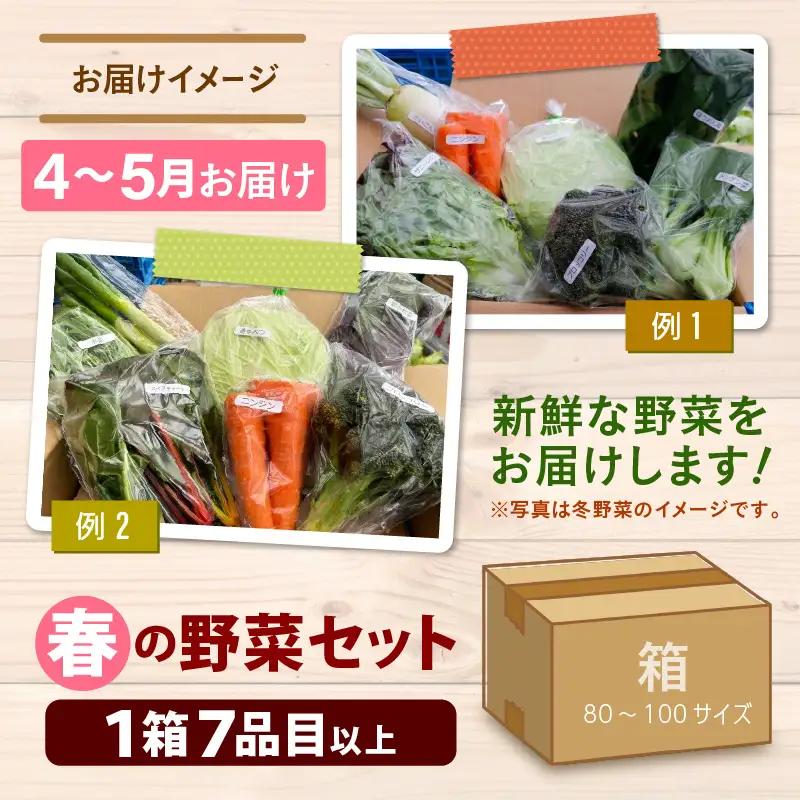 【先行予約】農家直送 春野菜セット 1箱 7品目以上 《元気に育った新鮮野菜！》／ 季節 春 野菜 ボックス BOX セット セレクト 農家 おまかせ 多品目 旬 詰め合わせ  ※2027年4月下旬以